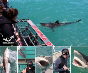 Next Marine Dynamics Shark Cage Diving Trip: 11 July 2023