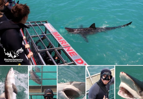 Next Marine Dynamics Shark Cage Diving Trip: 11 July 2023