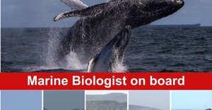 Next Dyer Island Marine Big 5 Tour: 11 July 2023