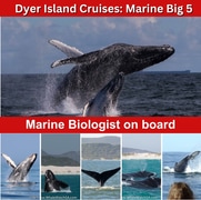Next Dyer Island Marine Big 5 Tour: 11 July 2023