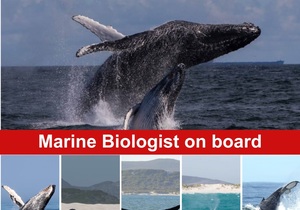 Next Dyer Island Marine Big 5 Tour: 11 July 2023