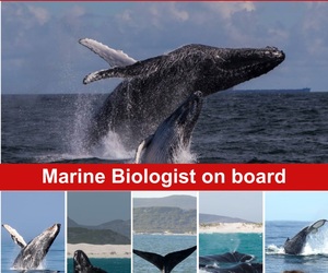 Next Dyer Island Marine Big 5 Tour: 11 July 2023