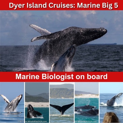 Next Dyer Island Marine Big 5 Tour: 11 July 2023