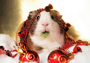 Week 51 of 2013 – Gansbaai News, Specials & Events