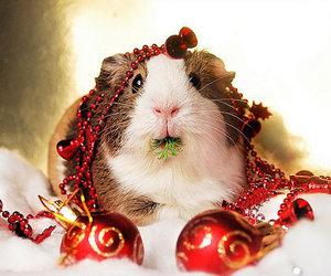 Week 51 of 2013 – Gansbaai News, Specials & Events