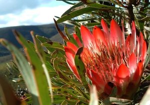 Week 2 of 2014 – Gansbaai News, Specials & Events