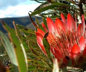 Week 2 of 2014 – Gansbaai News, Specials & Events