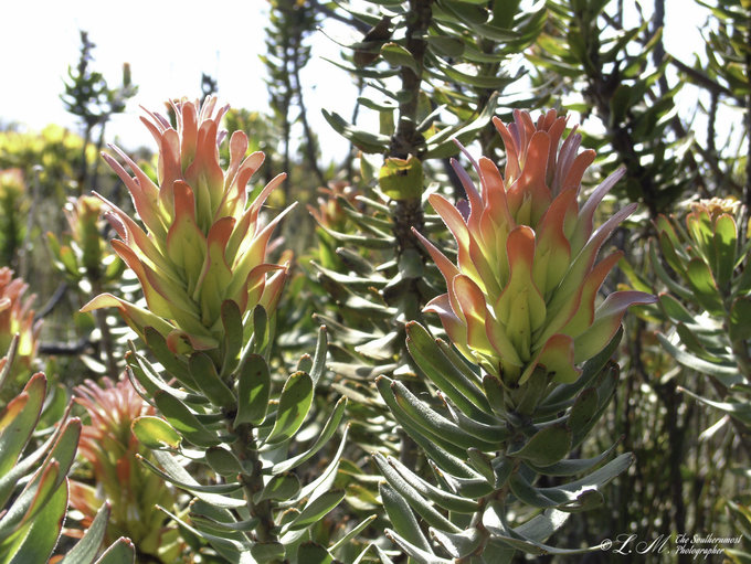 bredasdorp-top-attractions-image-7-quaint-accommodation