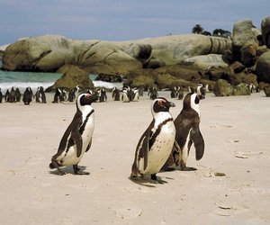 It's Time to Waddle - Weekly Update Week 11