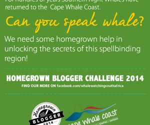 Can you speak Whale?