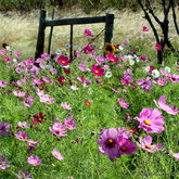 A Landscape of Colour