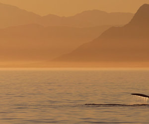 Brace Yourself, Whales are Coming