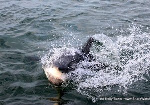 Great White Shark Diving South Africa | Daily trip 30 April 2014 (Trip1+2)