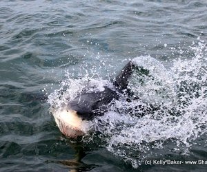 Great White Shark Diving South Africa | Daily trip 30 April 2014 (Trip1+2)
