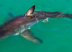 2. Great White Sharks