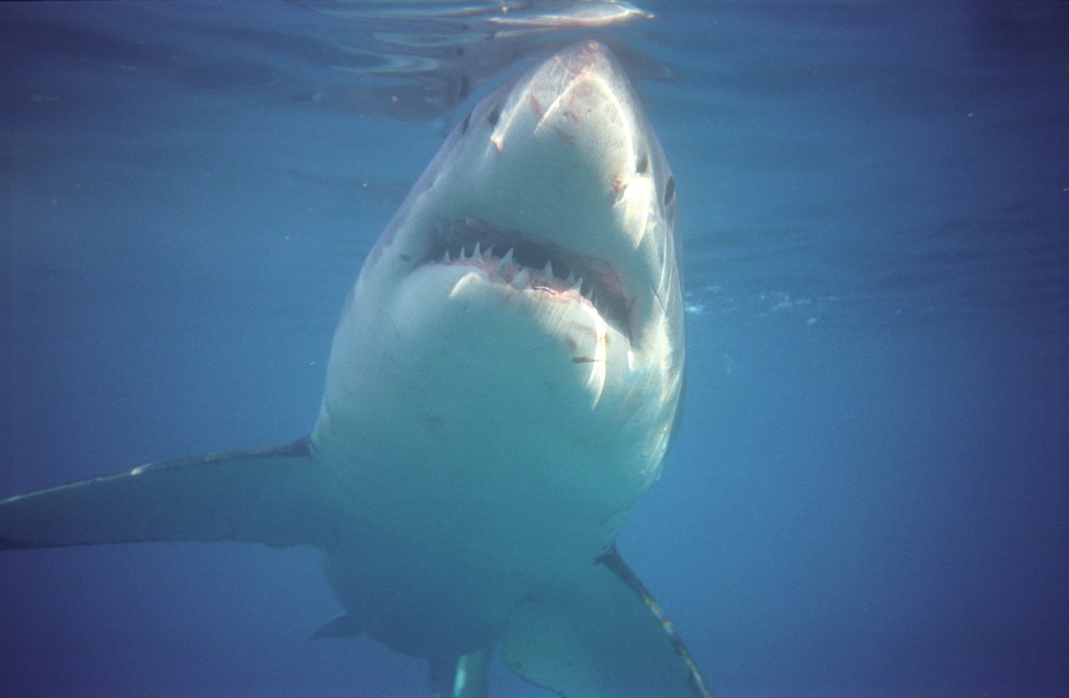 great-white-shark-adventure