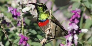 One of the 200+ bird species found in the Stanford area - Double-collared Sunbird (Image courtesy of Karen Larsen)