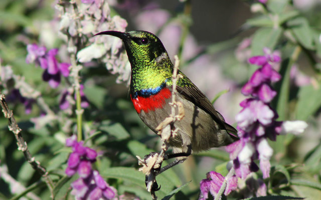 One of the 200+ bird species found in the Stanford area - Double-collared Sunbird (Image courtesy of Karen Larsen)