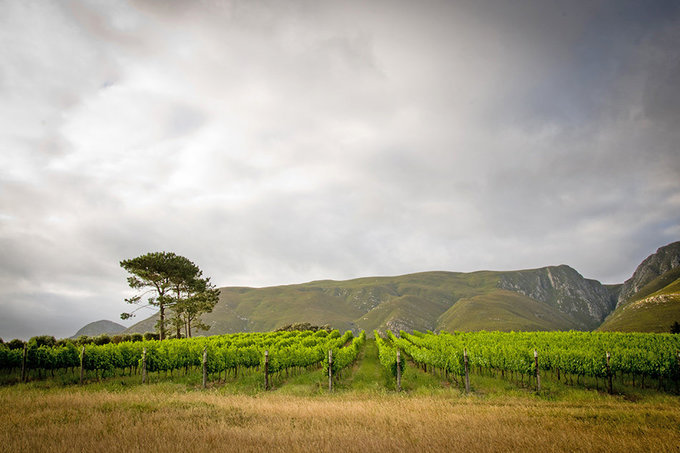 stanford-vineyards.jpg-LR