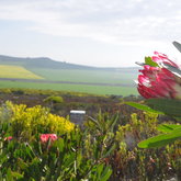 Bee Hives in Fynbos