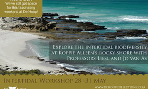 De Hoop Inter-Tidal Workshop 28-31 May