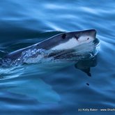 Good Moooooorning #shark fans!!!!