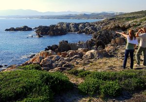 How to spot the Right Whale