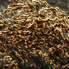 Wheat fields in Bredasdorp