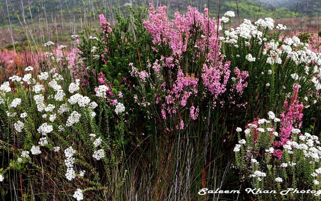 Fynbos Flowers in bloom