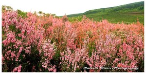 Erica Irregularis in full bloom