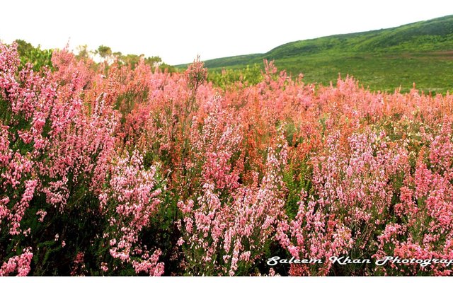 Erica Irregularis in full bloom