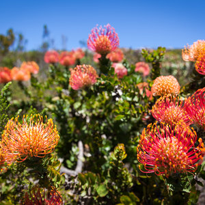 Pincushion or Pincushion Protea (Leucospermum)