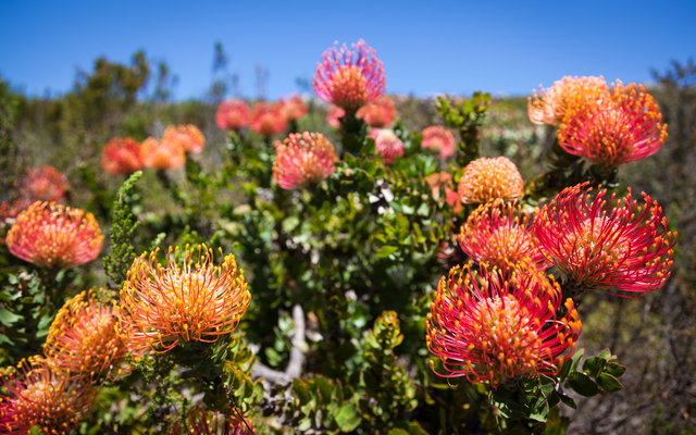 Pincushion or Pincushion Protea (Leucospermum)