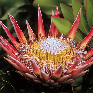 King Protea (Protea cynaroides)