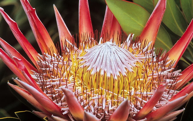 King Protea (Protea cynaroides)