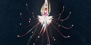 a-close-look-at-rare-fynbos-species-LR