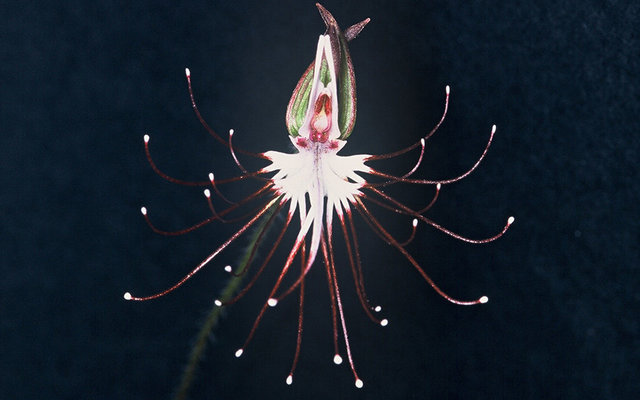 a-close-look-at-rare-fynbos-species-LR