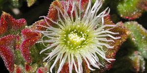 a-look-at-the-intricate-web-of-life-in-cape-floral-kingdom-LR