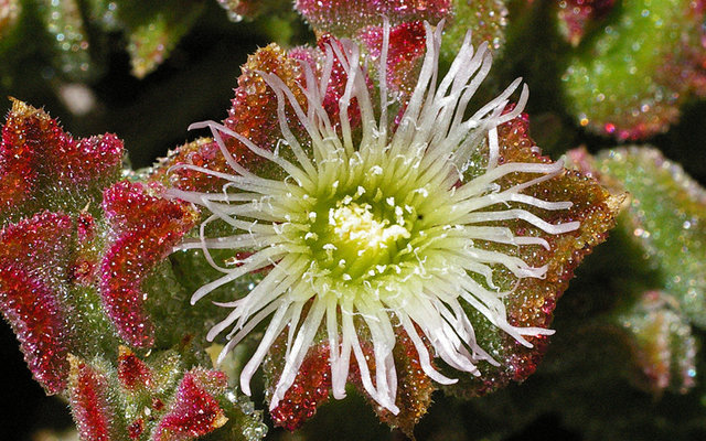a-look-at-the-intricate-web-of-life-in-cape-floral-kingdom-LR