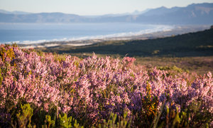 Fynbos takes one up on the Amazon Jungle