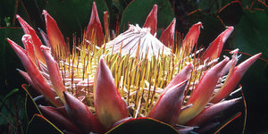 king-protea-of-the-western-cape-fynbos-LR