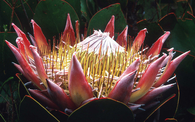 king-protea-of-the-western-cape-fynbos-LR