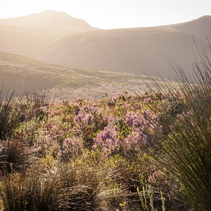 walking-trail-through-grootbos-LR