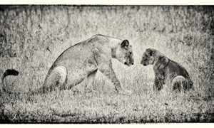 Baron Bustin Exhibition