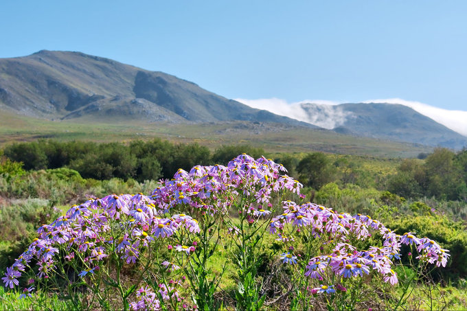 Hermanus Nature Reserves