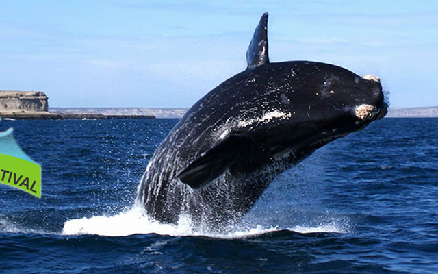 Hermanus Whale Festival 2016 (Image courtesy of Hermanus Whale Festival)