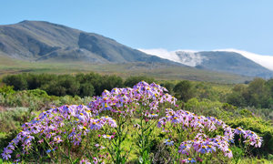 Fernkloof Nature Reserve: Biodiversity Hub of the Whale Coast