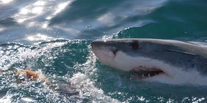 Gansbaai Shark Cage Diving via Saxon Lodge