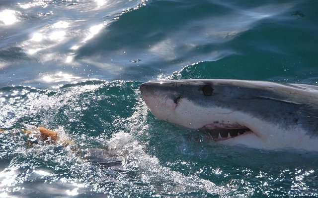 Gansbaai Shark Cage Diving via Saxon Lodge