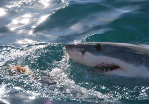 (J)Awesome Facts about Great White Sharks